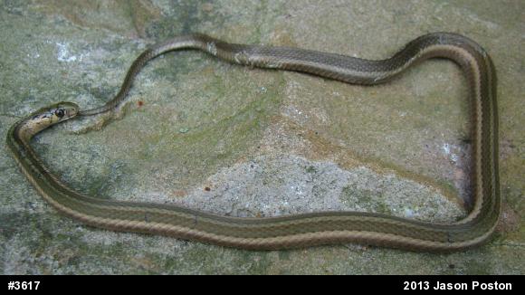 Shorthead Gartersnake