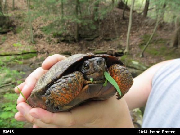 Wood Turtle