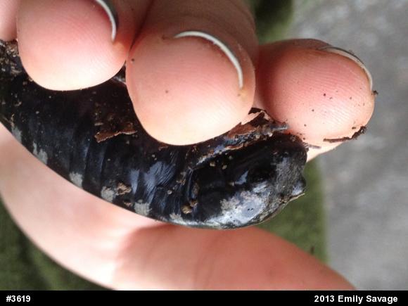 Marbled Salamander