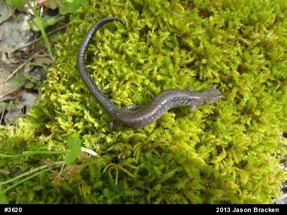 Northern Ravine Salamander
