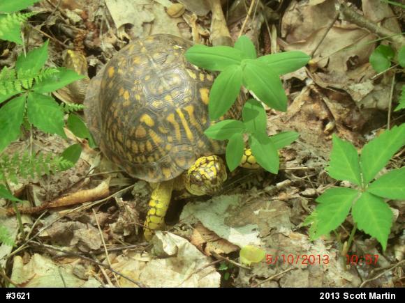 Eastern Box Turtle