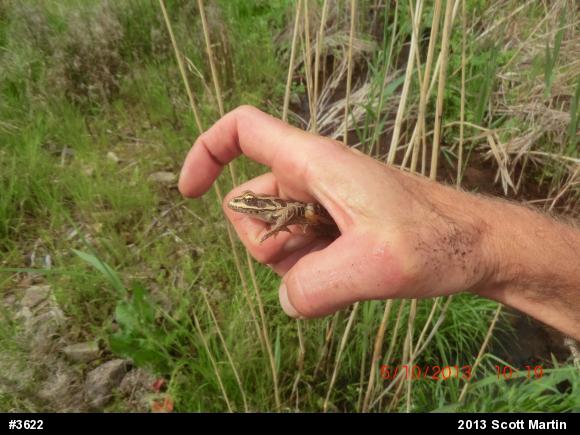Pickerel Frog