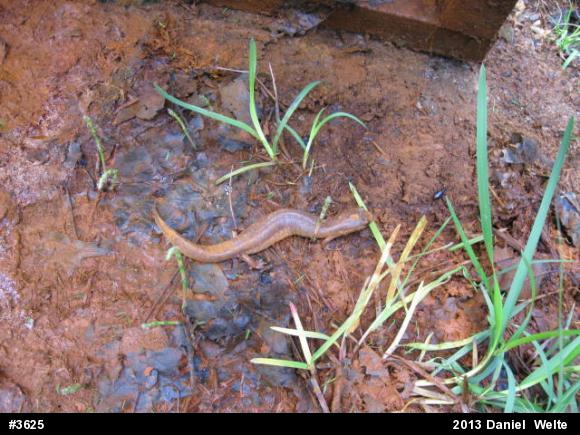 Northern Spring Salamander