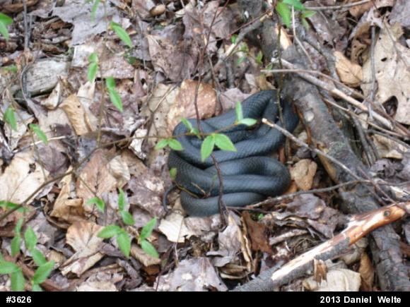 Northern Black Racer