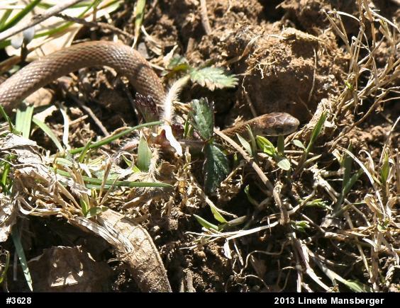 Dekay's Brownsnake