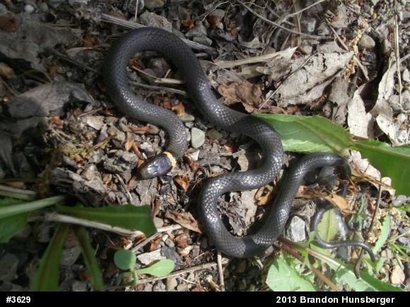 Northern Ring-necked Snake