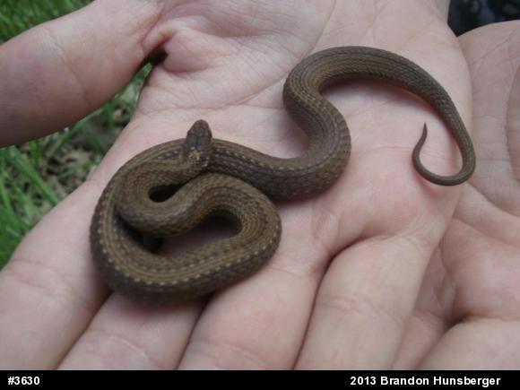 Red-bellied Snake
