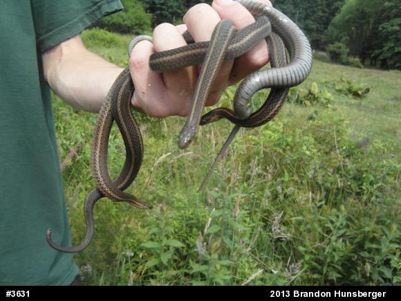 Shorthead Gartersnake