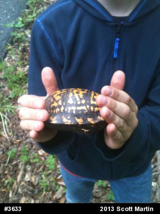 Eastern Box Turtle