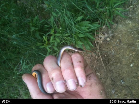 Northern Ring-necked Snake
