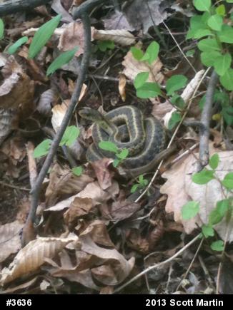 Eastern Gartersnake