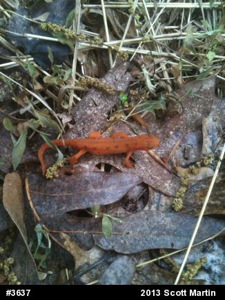 Red-spotted Newt