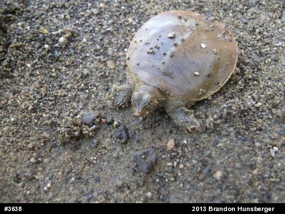 Eastern Spiny Softshell