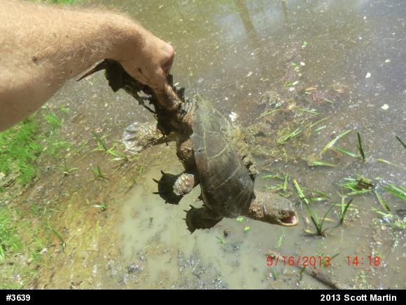 Snapping Turtle