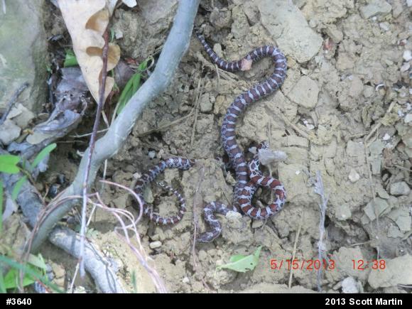 Eastern Milksnake