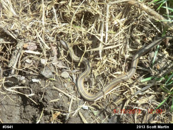 Eastern Gartersnake