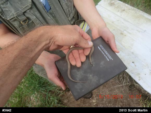 Dekay's Brownsnake