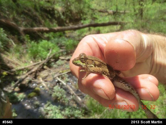 Green Frog