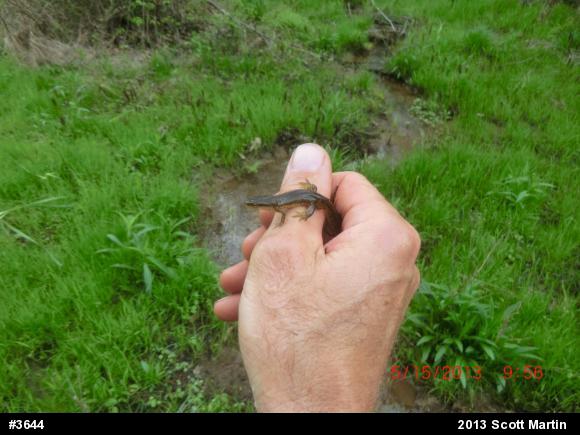 Red-spotted Newt