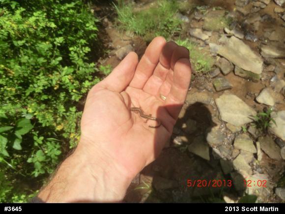 Northern Two-lined Salamander