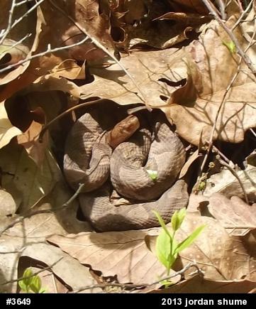 Northern Copperhead