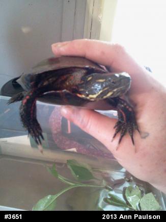 Eastern Painted Turtle