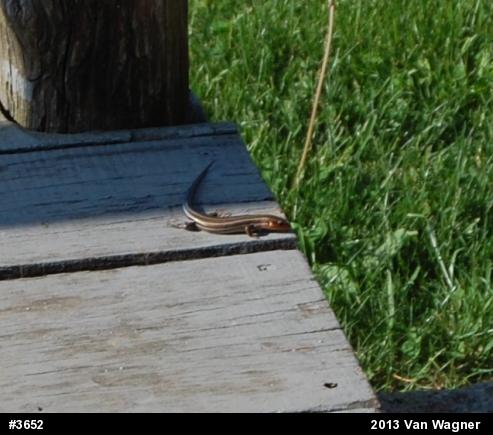 Common Five-lined Skink