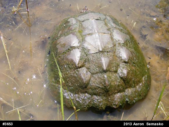 Snapping Turtle