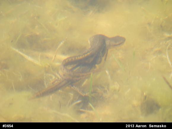 Red-spotted Newt