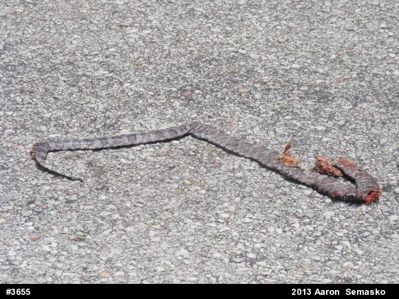 Eastern Milksnake