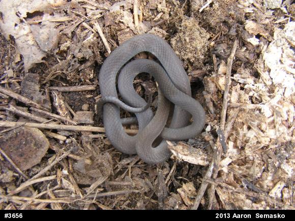 Northern Ring-necked Snake