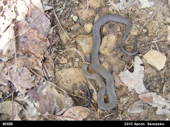 Northern Ring-necked Snake