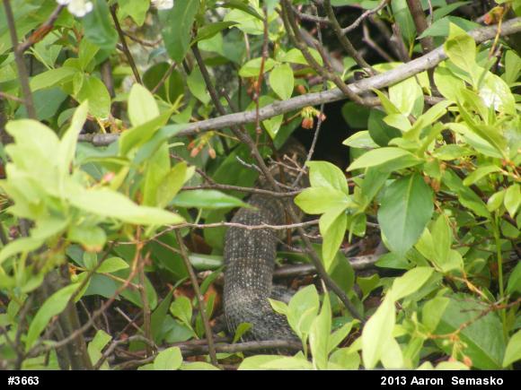 Timber Rattlesnake