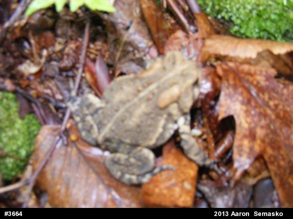 Eastern American Toad