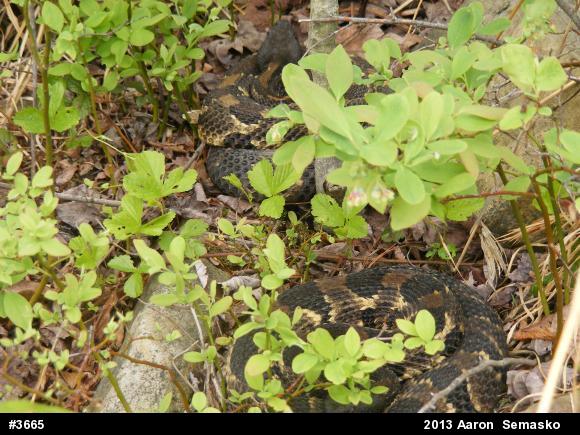 Timber Rattlesnake