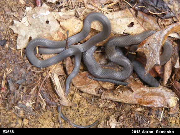 Northern Ring-necked Snake