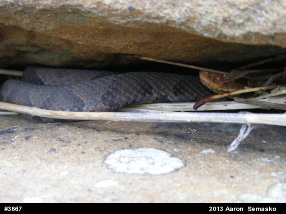 Northern Copperhead