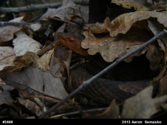 Northern Copperhead