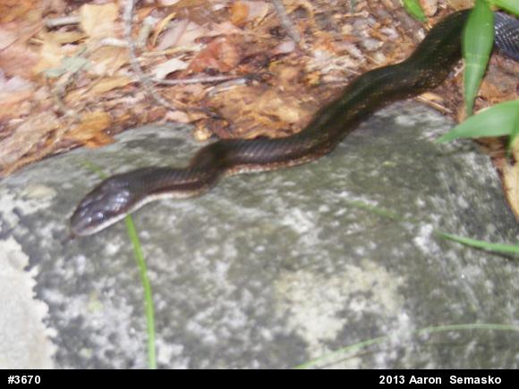 Eastern Ratsnake