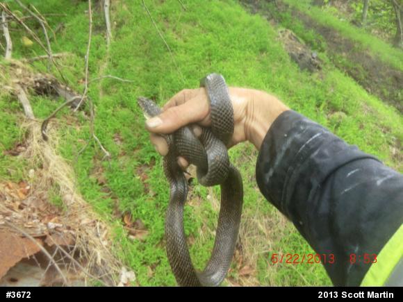 Eastern Ratsnake
