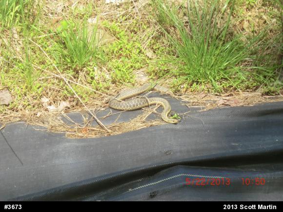 Eastern Gartersnake