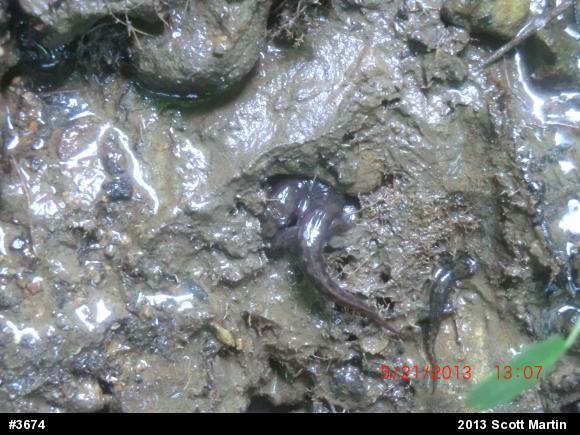 Seal Salamander