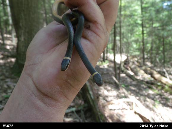 Northern Ring-necked Snake