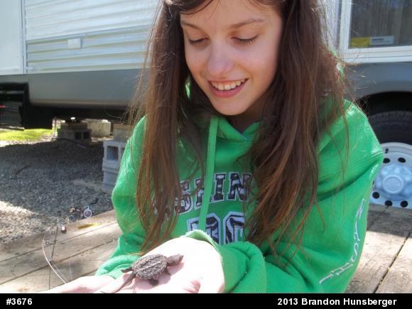 Snapping Turtle