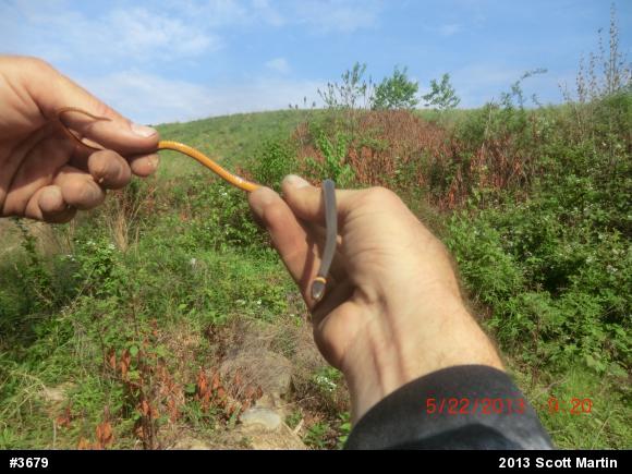 Northern Ring-necked Snake