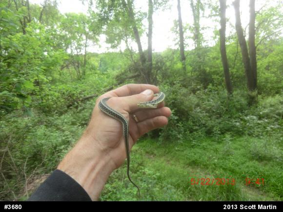 Eastern Gartersnake