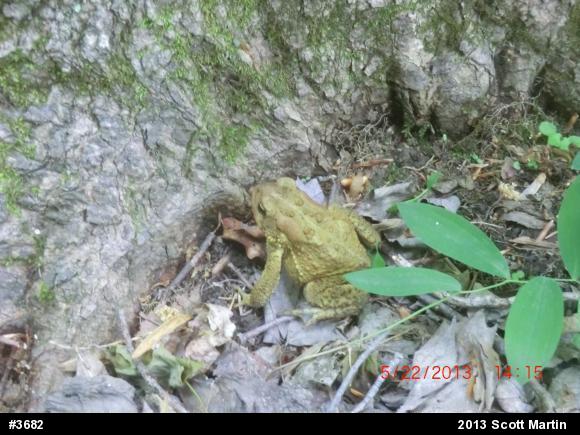 Eastern American Toad