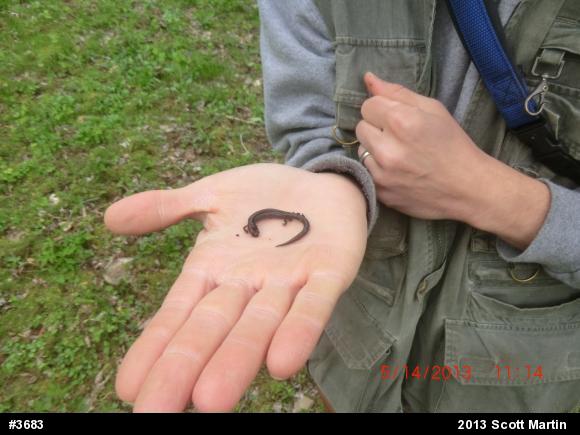 Northern Ravine Salamander