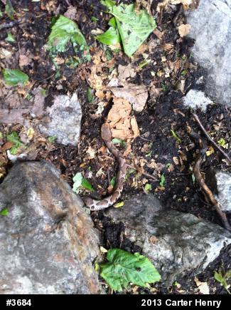 Northern Copperhead