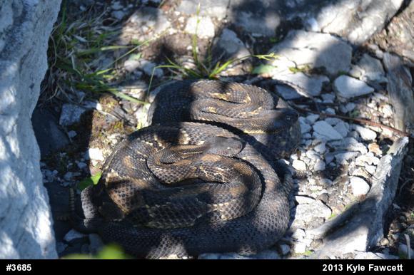 Timber Rattlesnake